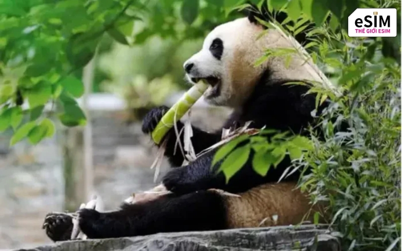 Khu bảo tồn Ngọa Long Thần Thụ Bình là nơi định cư giữa núi rừng xanh mướt của công chúa Fubao